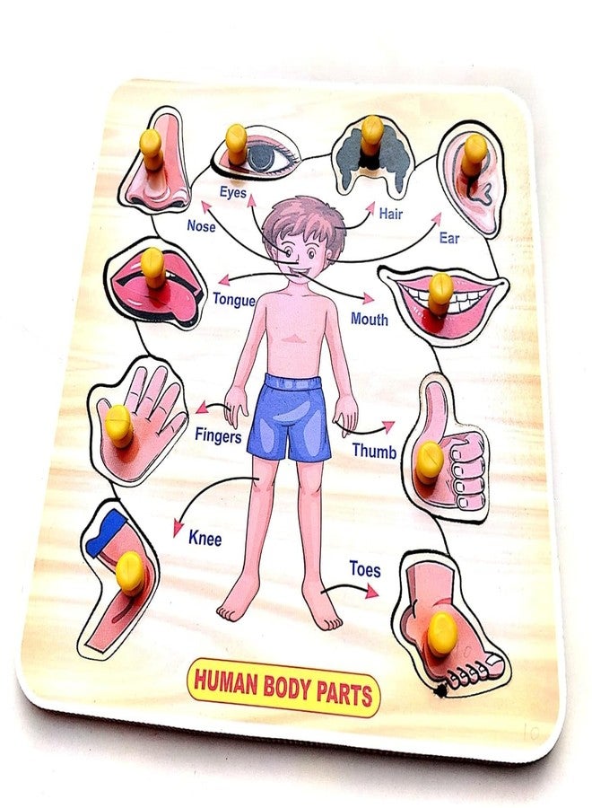 EL SMO Wooden Human Body Puzzles With Picture Educational Board For Kids Human Body Knob Early Educational Learning Wooden Puzzle Board For Kids Children Boys Girls (Small Body Parts) - Image 3